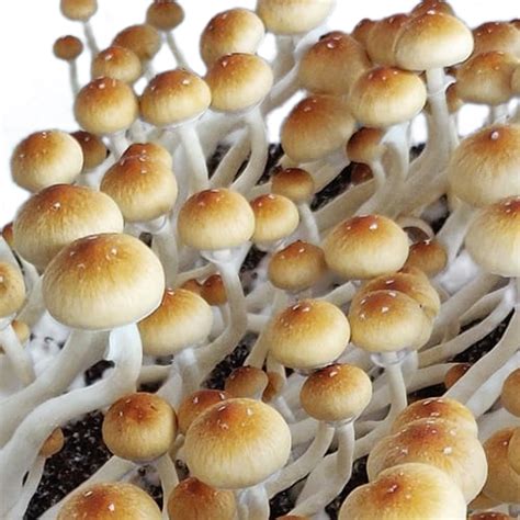 Procuring spores for growing magic mushrooms
